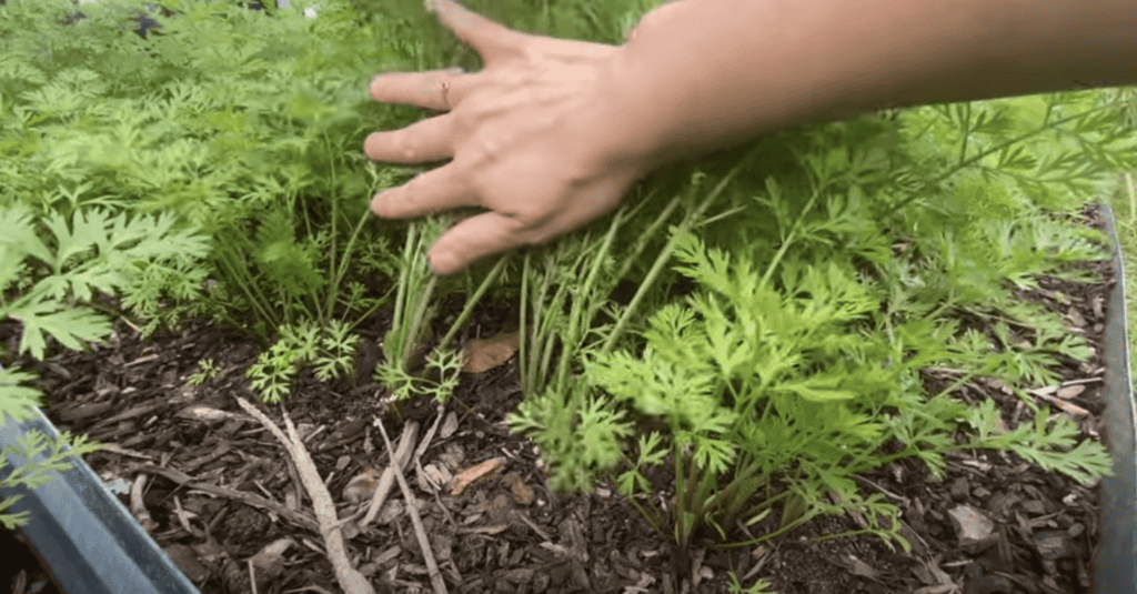 Carrot growth